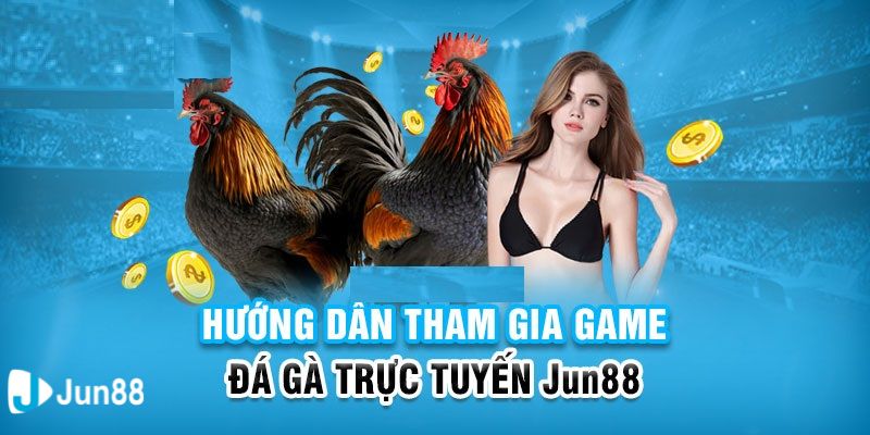Đá gà Những đặc điểm nổi bật của đá gà thu hút nhiều người chơi