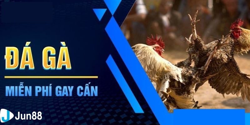 Đá gà Các hình thức chọi kê: khám phá đá gà theo nhiều phong cách