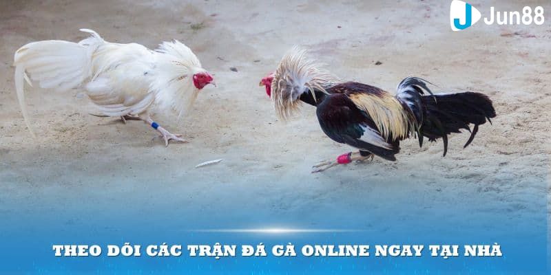Cách chơi đá gà Online: Hướng dẫn chi tiết