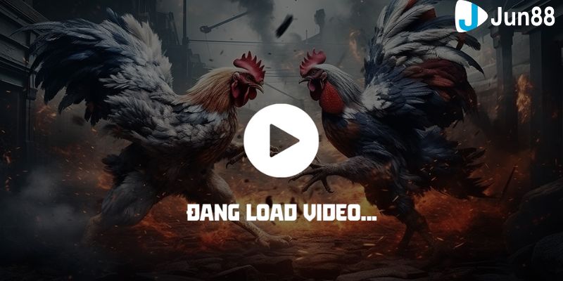 đá gà nòi trực tiếp Tại sao nên xem đá gà nòi trực tiếp tại nhà cái online?