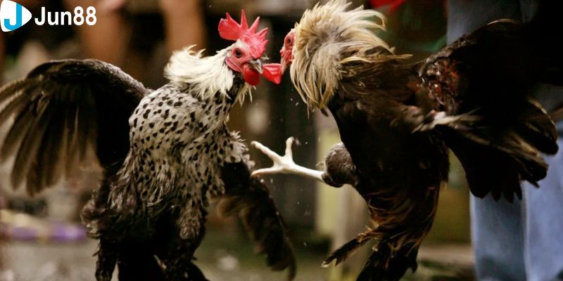 đá gà nòi trực tiếp Tính năng xem lại khi xem đá gà nòi trực tiếp