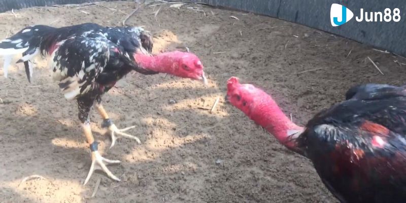 đá gà nòi trực tiếp