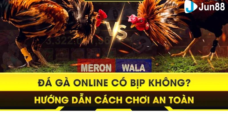 Đá gà online có bịp không Giải đáp vấn đề đá gà online có bịp không