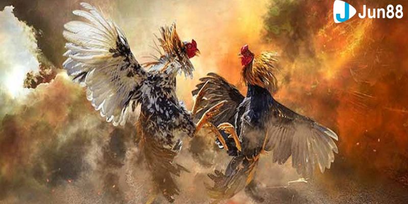 Đá gà online có bịp không Tiêu chí đánh giá nhà cái uy tín để chơi cược đá gà an toàn