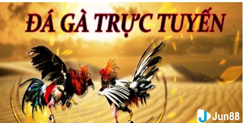 đá gà online trực tiếp thomo