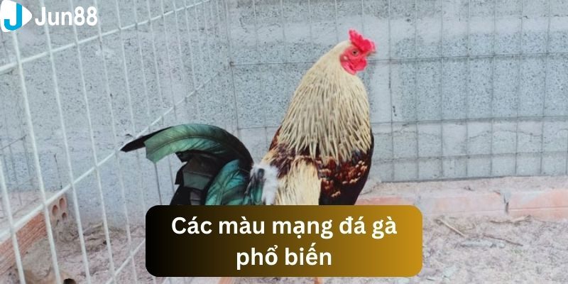 Lý giải tại sao cần chọn xem màu mạng đá gà hôm nay?