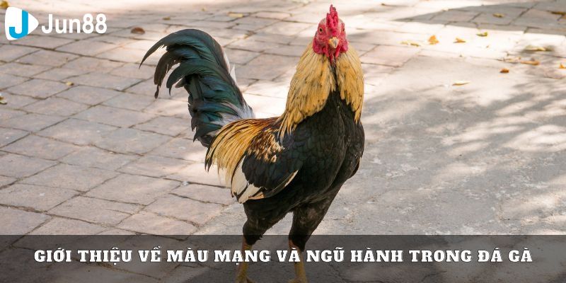 Giải thích chi tiết về xem màu mạng đá gà hôm nay là gì?