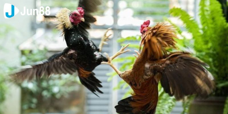Hướng dẫn chi tiết để tham gia đá gà