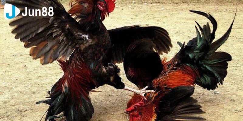 Khám phá các tính năng nổi bật khi tham gia