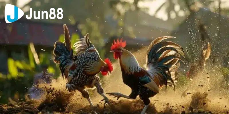Đá gà cựa sắt